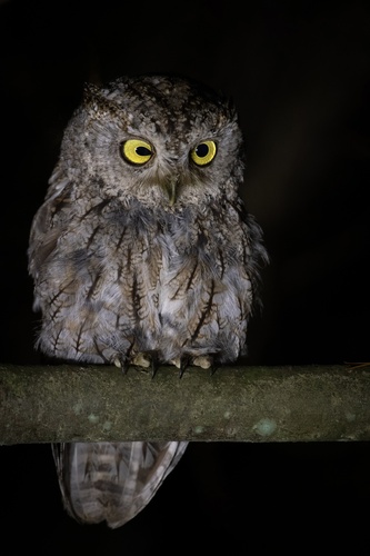 Eastern Screech-Owl photographed in Maryland