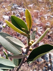 Ficus menabeensis image