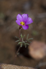 Oxalis ciliaris