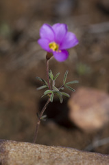 Oxalis ciliaris