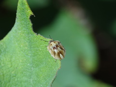 Homaemus parvulus