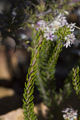 Phylica lachneaeoides