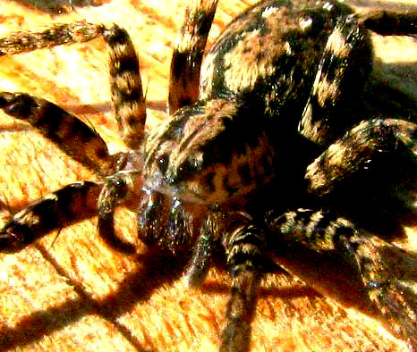 Leptoctenus byrrhus photo 4