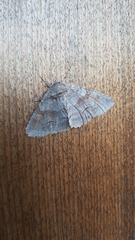 Zale submediana