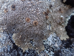 Placopsis perrugosa