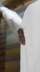 Zale submediana