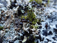 Stereocaulon gregarium