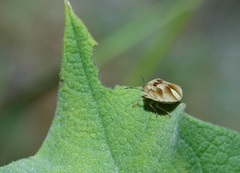 Homaemus parvulus