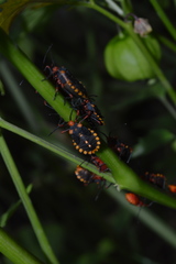 Spartocerini