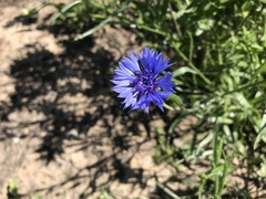 Centaurea cyanus