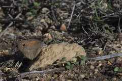 Cassionympha detecta