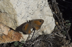 Cassionympha detecta