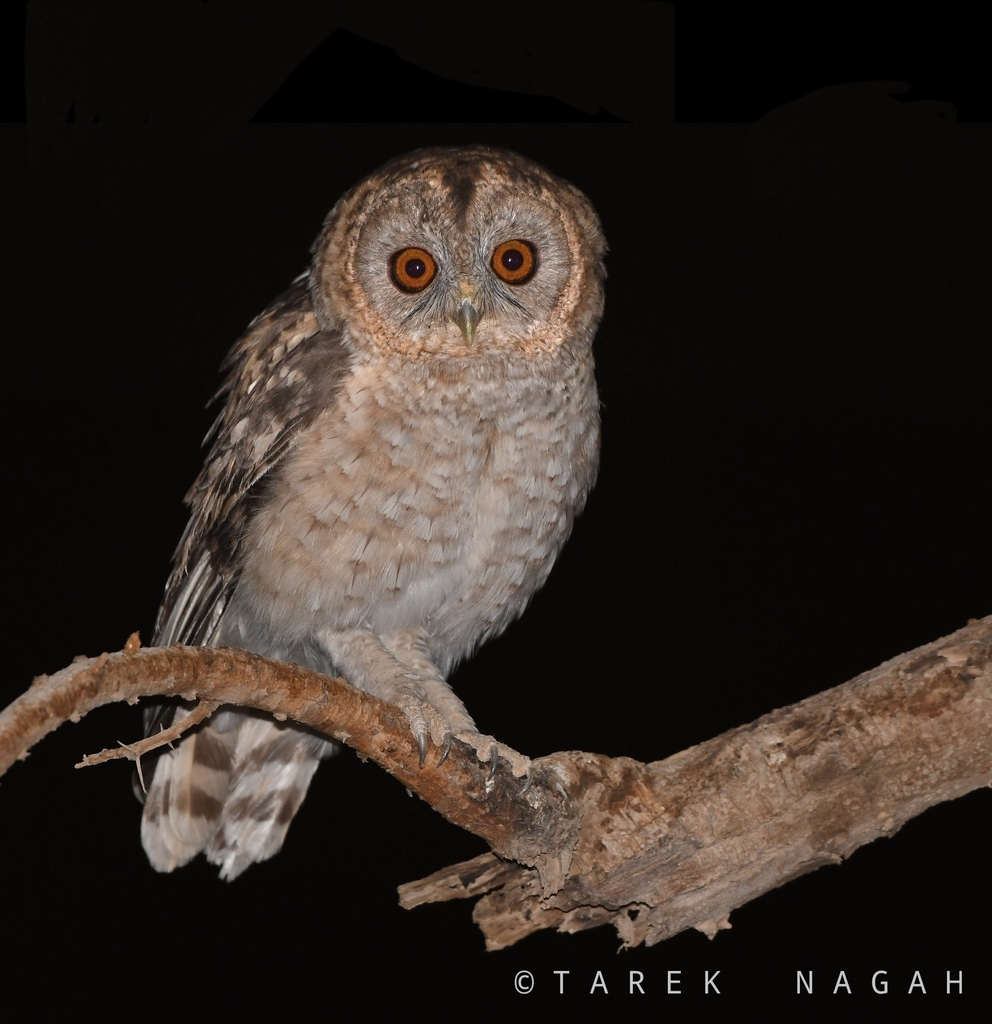 Desert Owl
