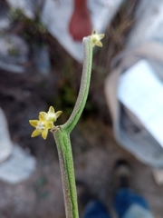 Cynanchum mahafalense