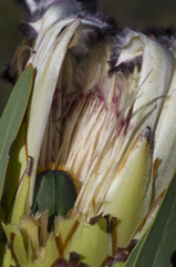 Trichostetha fascicularis