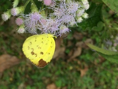 Eurema simulatrix