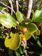 Psychotria isalensis image