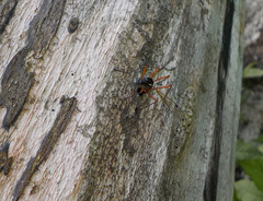 Tanyptera atrata