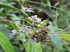 Solanum terminale image