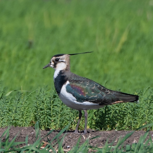 Northern Lapwing