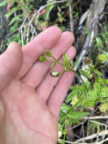 Image of Ranunculus pensylvanicus by no rights reserved