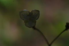 Tradescantieae
