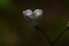 Tradescantieae
