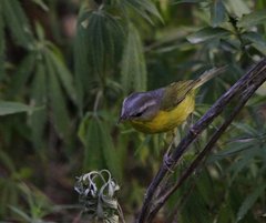 Phylloscopus xanthoschistos
