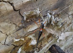 Tanyptera atrata