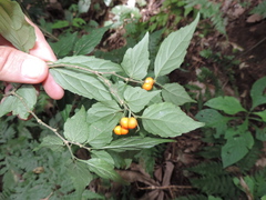 Erythrococca