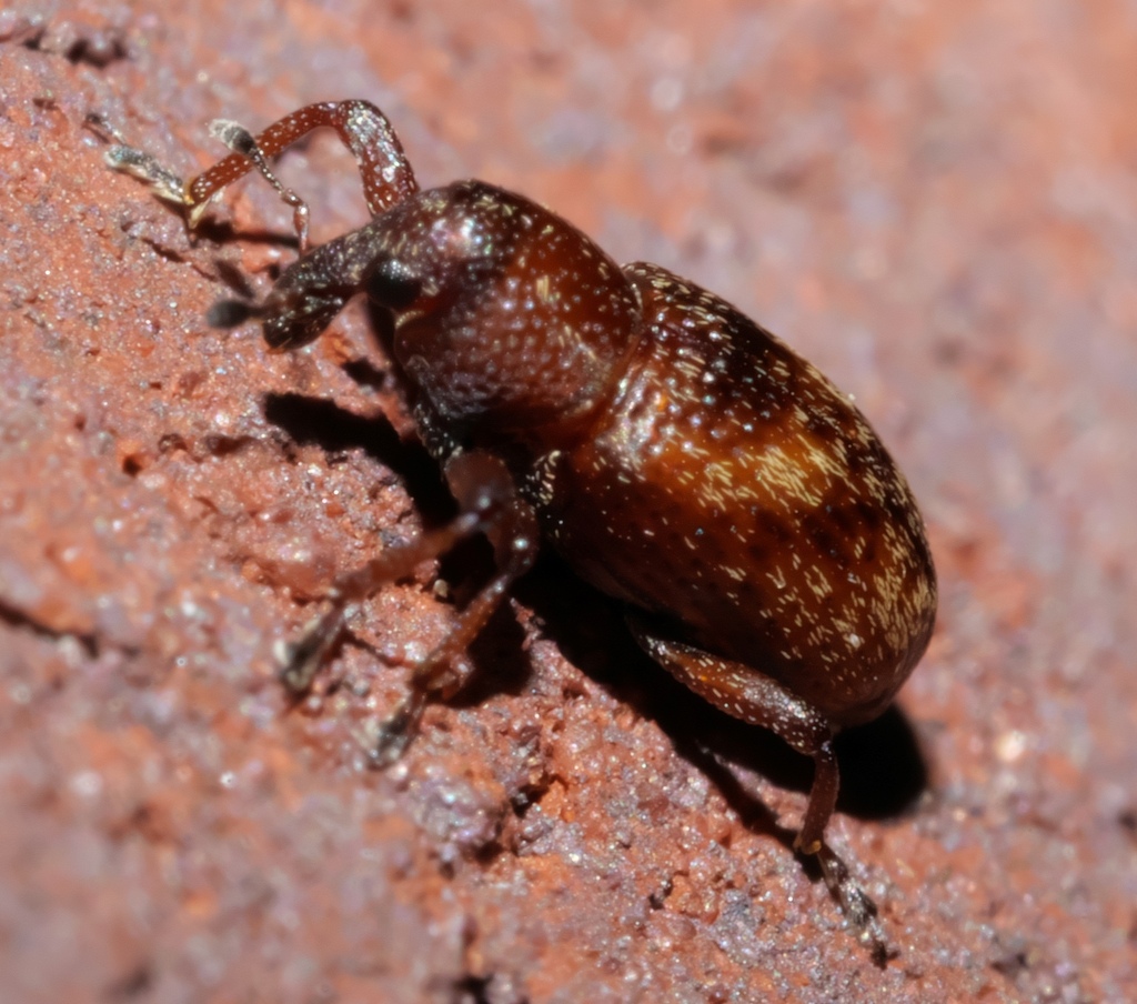 Tyloderma sphaerocarpae