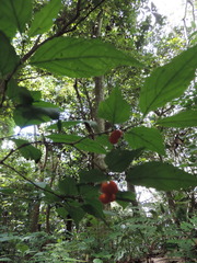 Erythrococca