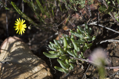 Crassothonna cacalioides