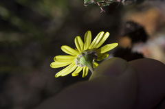 Crassothonna cacalioides