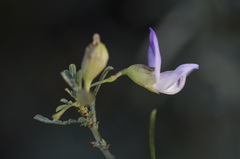 Psoralea forbesiae