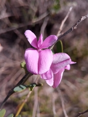 Tephrosia betsileensis