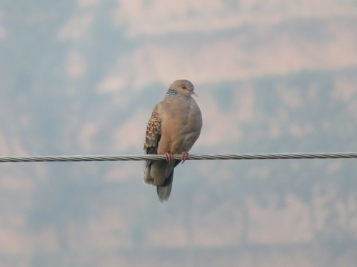 Oriental Turtle-Dove