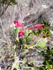 Hypoestes isalensis