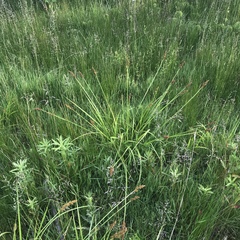 Carex stipata