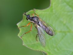 Dioctria rufipes
