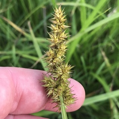Carex stipata