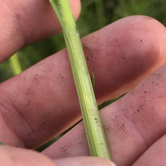 Carex stipata