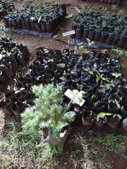 Widdringtonia whytei