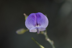 Psoralea forbesiae
