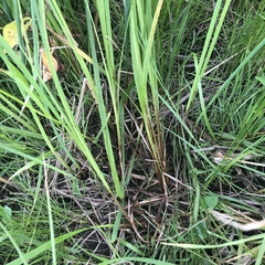 Carex emoryi