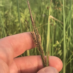 Carex emoryi