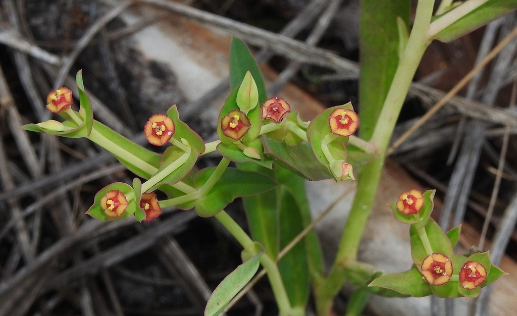 Florida pineland spurge