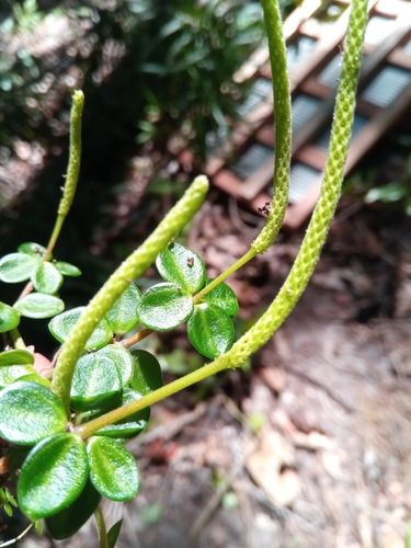 Peperomia tetraphylla image