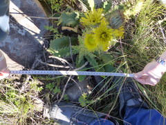 Berkheya rhapontica