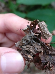 Mesosa nebulosa